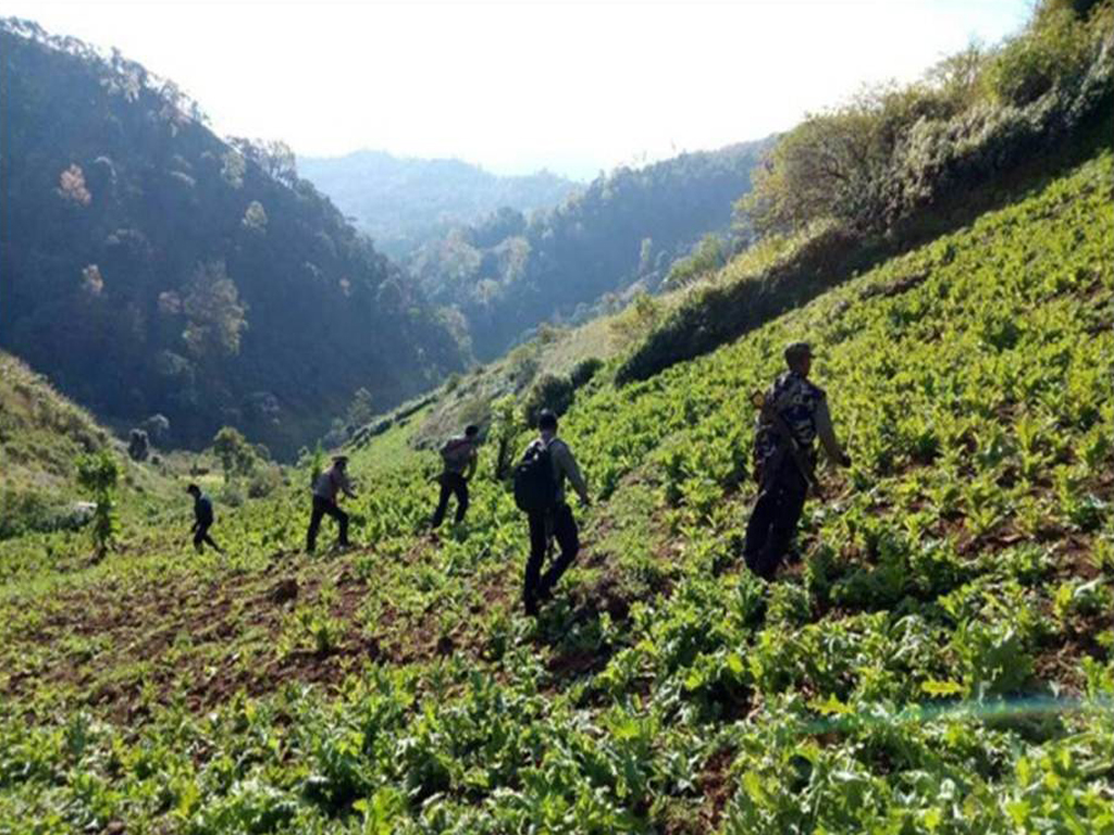 ဟိုပုံးနှင့် ဆီဆိုင်မြို့နယ်တို့၌ ဘိန်းစိုက်ခင်းများ ဖျက်ဆီးမှု