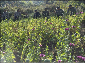 ရှမ်းပြည်နယ်(အရှေ့ပိုင်း)၊ ကျိုင်းတုံမြို့နယ်၌ ဘိန်းခင်းများဖျက်ဆီးမှု မှတ်တမ်းဓာတ်ပုံ။